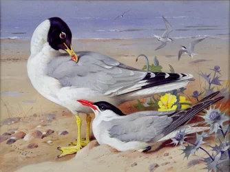 Black headed gulls